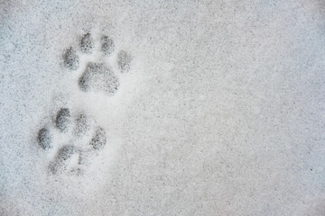 cat's footprints in the snow. flat lay. top view
. copy space. 