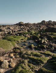 Mossy rocks on the shoreline at low tide