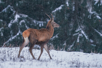 Red deer (Cervus elaphus) in winter snow blizzard in Slovakia selective focus