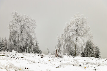 Tannen im verschneiten Winterwald