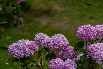 flowers in the garden