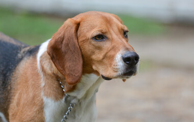 Chien de compagnie beagle