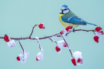 Blue tit Cyanistes caeruleus, On berries in frost