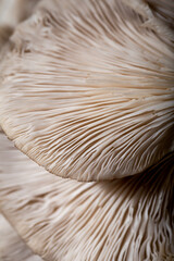 Close-up abstract background of oyster mushrooms texture. 