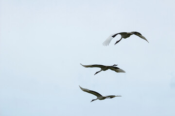 Back view of cranes flying in formation