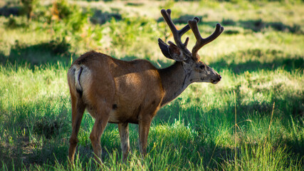 Elk at Bryce Canyon