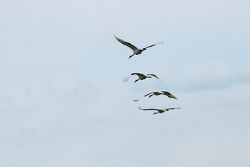 Back view of cranes flying in formation