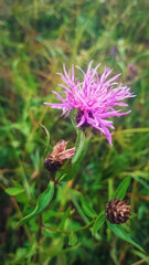 Thistle flowers close up in summer