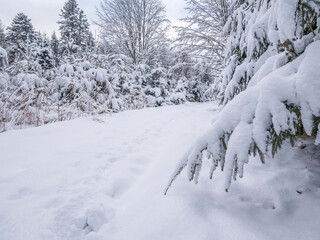 Forest winter landscape with pine trees covered in snow and a footpath