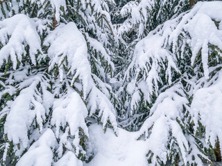 Pine tree fir branches covered with fresh white snow. Winter landscape.