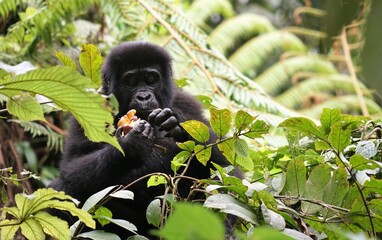 Gorilla lunchtime 
