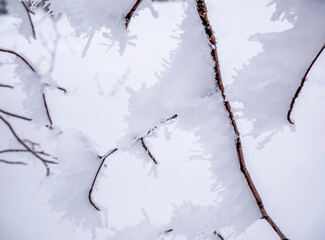 Tree branches covered with frozen ice snow. Winter landscape.
