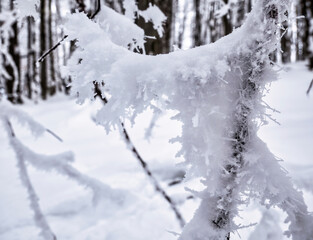 Tree branches covered with frozen ice snow. Winter landscape.
