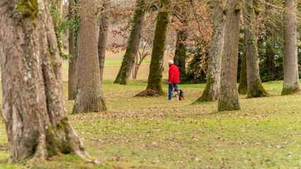 Walk in winter, a dog and his owner in the wooded park