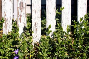 White distressed fencing with vines growing up them making a patterned background.
