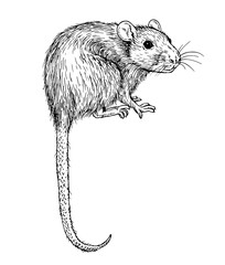 Sketch realistic rat with long tail. Monochrome Hand Drawn Illustration.