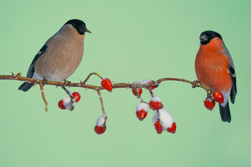 Eurasian bullfinch, male and female, eating darts and sitting on a bush branch