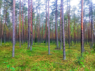 unfocused background, woodland of pine trees
