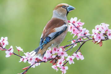 Male hawfinch, coccothraustes coccothraustes, single bird on blossom