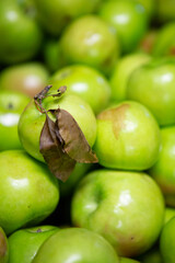 Green apples in a bunch