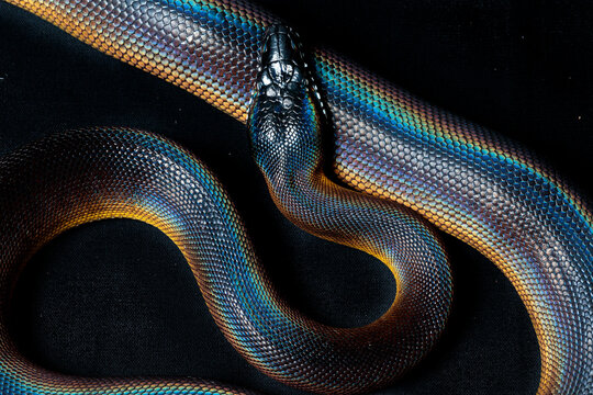 White-lipped python (Botrochillus albertisii)