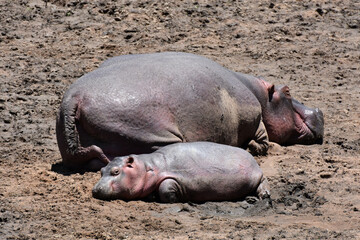 Hippo in Maasai Mara, Kenya
