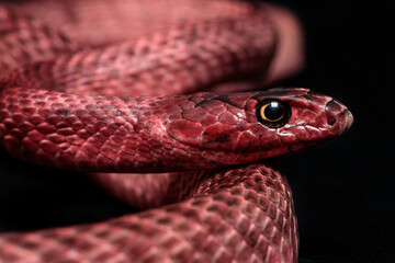 Western Coachwhip snake (Masticophis flagellum testaceus) portrait
