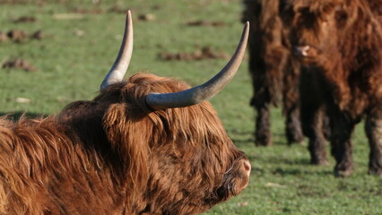 scottish highland cow