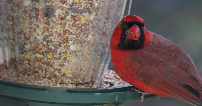 Cardinal eating seeds from bird feeder close up