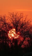 Obraz premium sunset with tree