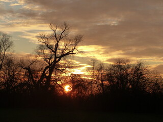 sunset in the forest