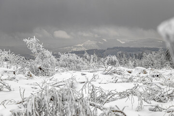 verschneite Bäume im Winterwald 