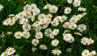 Chamomile on the lawn