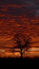 Obraz premium silhouette of a tree at sunset