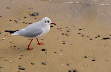 A seagull calmly walks along the sea sandy shore