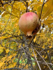 pomegranate on tree