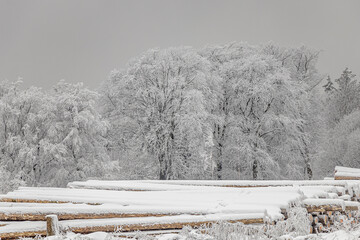 verschneite Bäume im Winterwald 