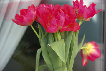 Obraz premium Bouquet of red tulips in a transparent vase on a windowsill, white tulle in focus. A gift for Valentine's Day, March 8 or Mother's Day. High quality photo