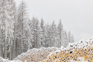 verschneite Bäume im Winterwald 