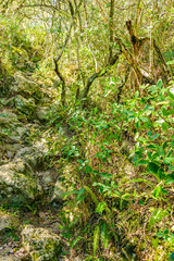 Leafy Forest, Lavalleja, Uruguay