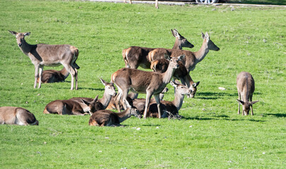 varios ciervos juntos en el campo
