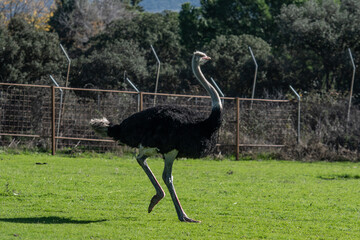 un avestruz con  el cuello muy largo