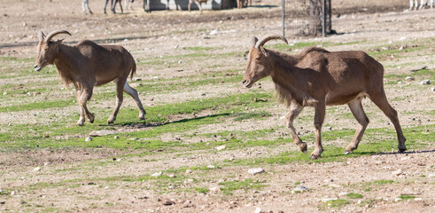 dos cabras corren por el campo