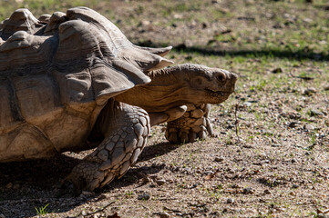 una tortuga anda lentamente por la tierra