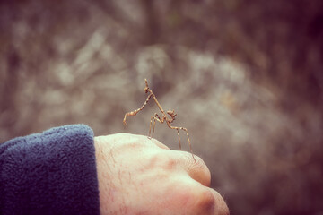 An insect Empusa pennata, of the mantis family, posing on a human hand in nature.