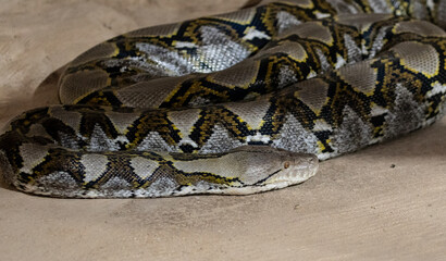 una serpiente de bonitos colores