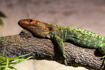 un lagarto tumbado en una rama