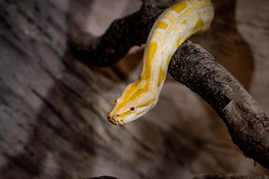 una serpiente con manchas amarillas