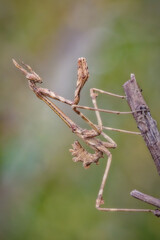 An insect Empusa pennata, of the mantis family, posing on a branch.