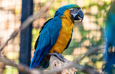 primer plano de un loro con pelaje amarillo y azul